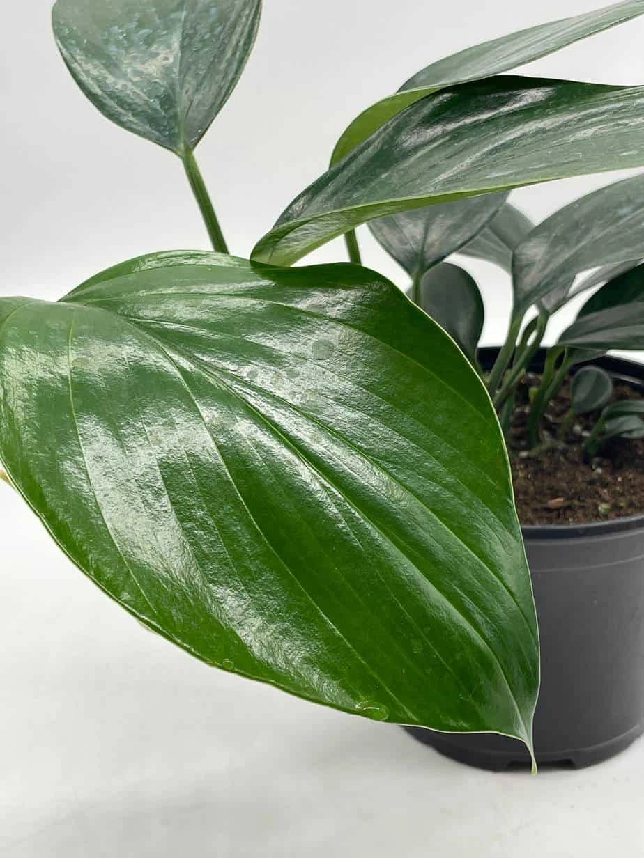 Dragon Tail Plant, 6 Inch Pot, Rhaphidophora Decursiva, Very Full! - Image 2