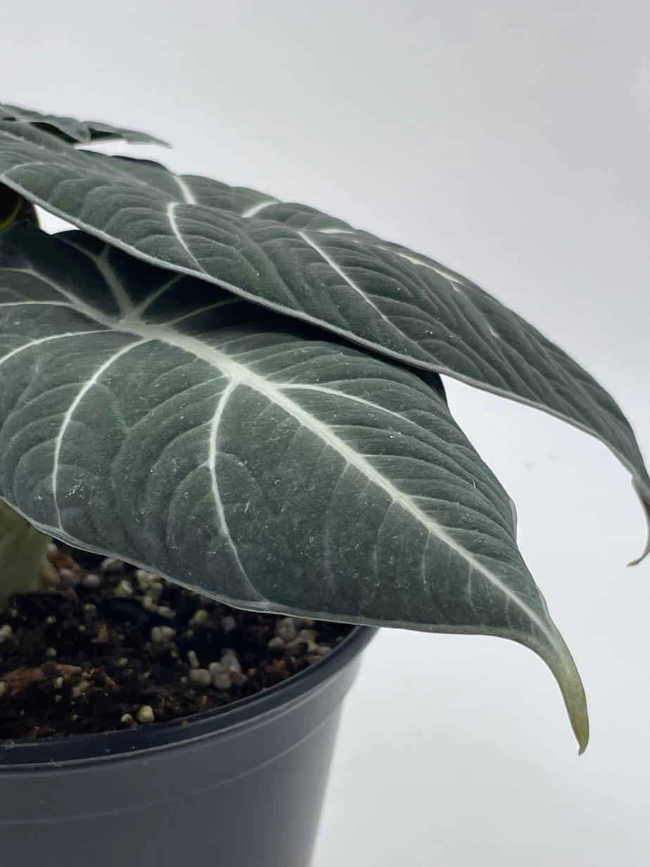 Alocasia Black Velvet In 6 Inch Pot, Very Full, Huge Plant - Image 9
