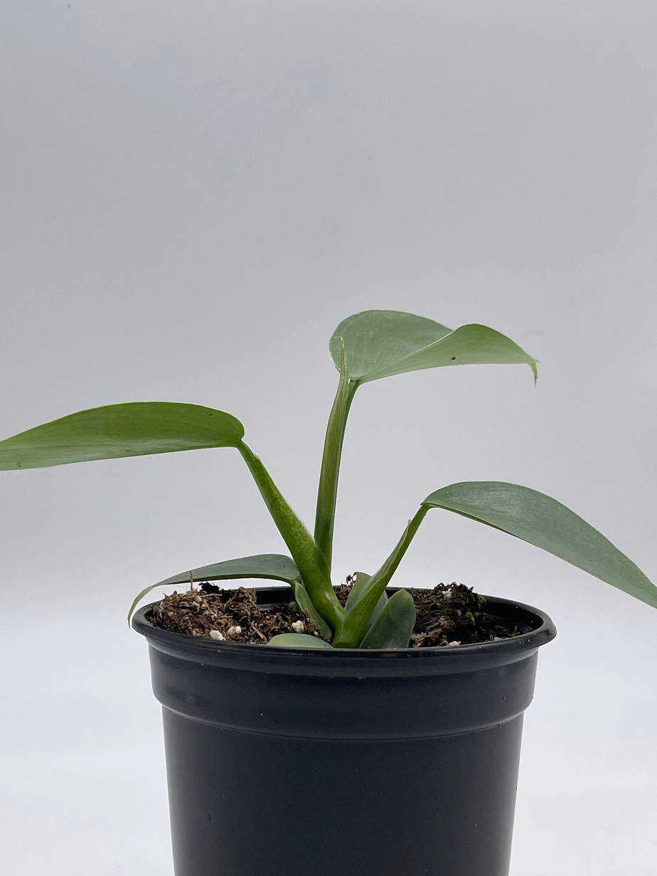 Philodendron Silver Sword, 4 Inch Pot, Philo Selloum, Erythrinum, Hastatum Spathiphyllum - Image 6