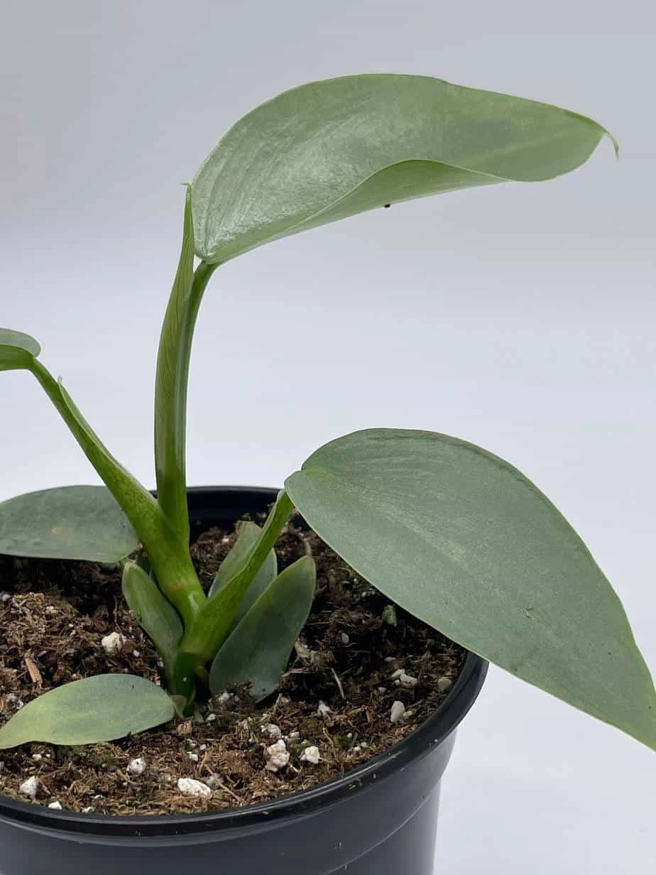 Philodendron Silver Sword, 4 Inch Pot, Philo Selloum, Erythrinum, Hastatum Spathiphyllum - Image 3