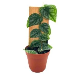 Monstera Dubia Rare Monstera, Shingle Plant, Grown On Wood In 4 Inch Pot