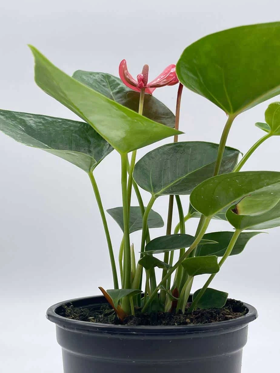 Anthurium Pink, Flamingo Lily, Andraeanum Linden Ex André Painter's Palette In 4 Inch Pot, Very Full Healthy - Image 6