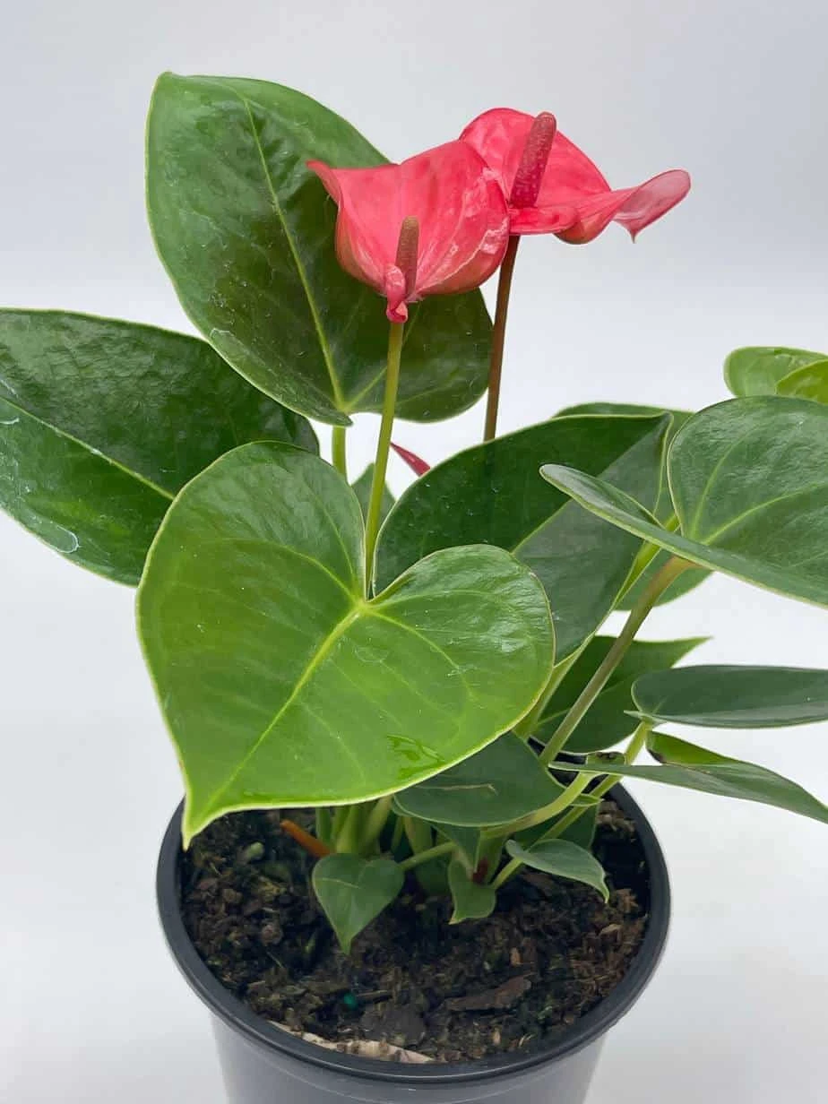 Anthurium Pink, Flamingo Lily, Andraeanum Linden Ex André Painter's Palette In 4 Inch Pot, Very Full Healthy - Image 8