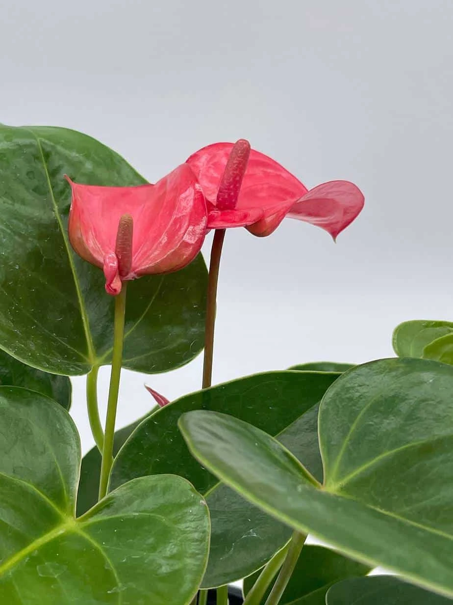 Anthurium Pink, Flamingo Lily, Andraeanum Linden Ex André Painter's Palette In 4 Inch Pot, Very Full Healthy - Image 9