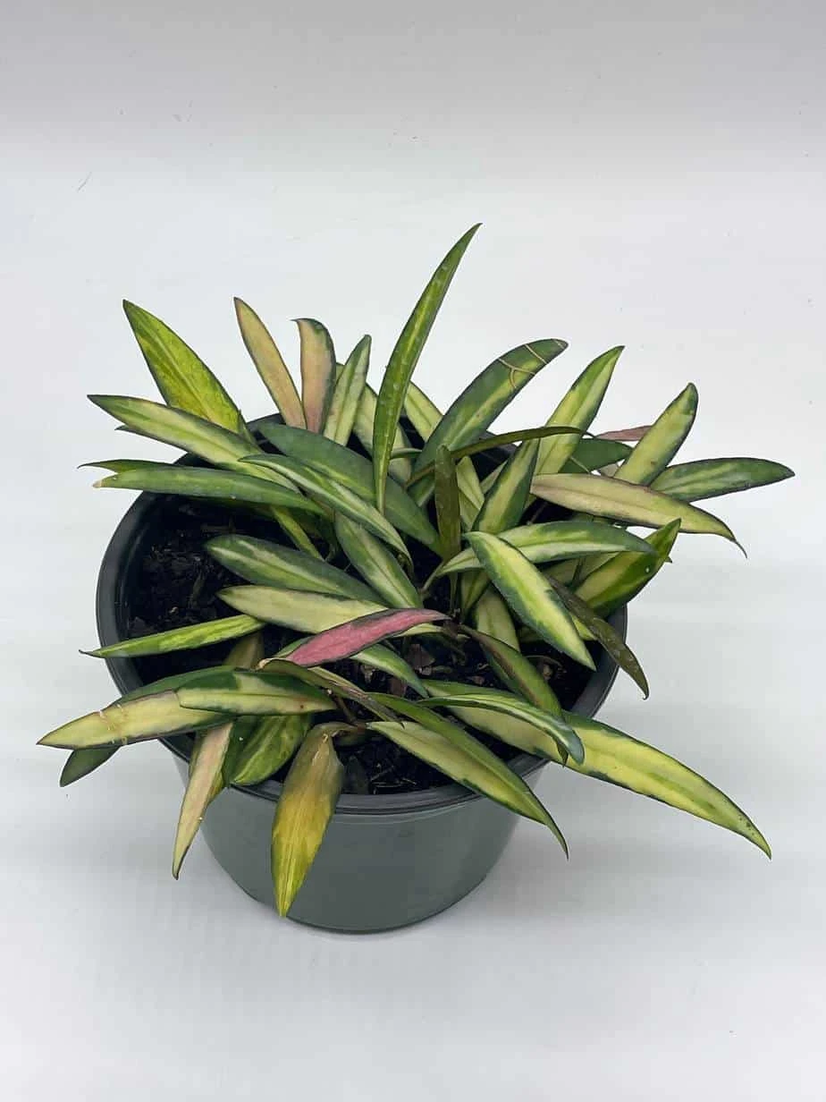 Variegated Wayetii, Rare Hoya, 6 Inch, Ready For Upgrade - Image 9