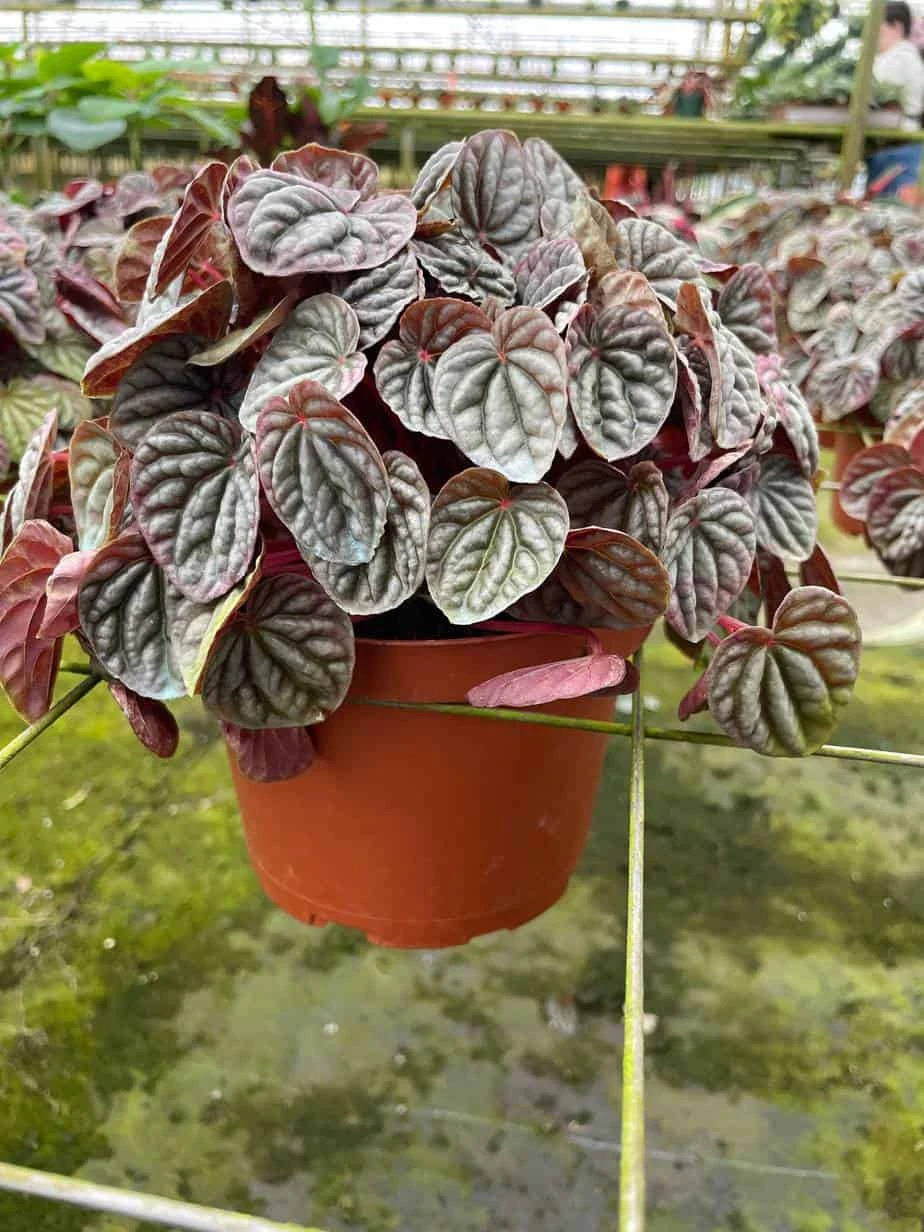 Red Emerald Ripple Peperomia, 6 Inch, Frost Platinum, Carperata Albovittata, Wrinkle Krinkle Leaf - Image 2