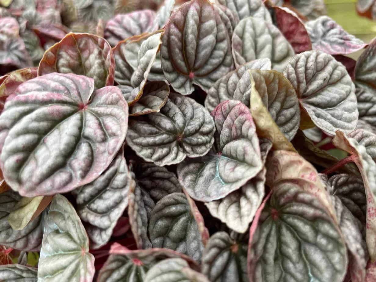 Red Emerald Ripple Peperomia, 6 Inch, Frost Platinum, Carperata Albovittata, Wrinkle Krinkle Leaf - Image 6