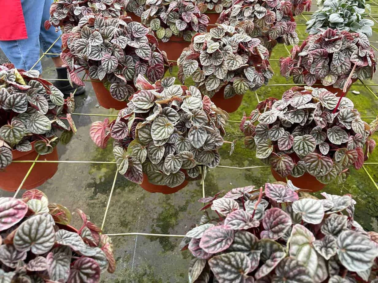 Red Emerald Ripple Peperomia, 6 Inch, Frost Platinum, Carperata Albovittata, Wrinkle Krinkle Leaf - Image 5
