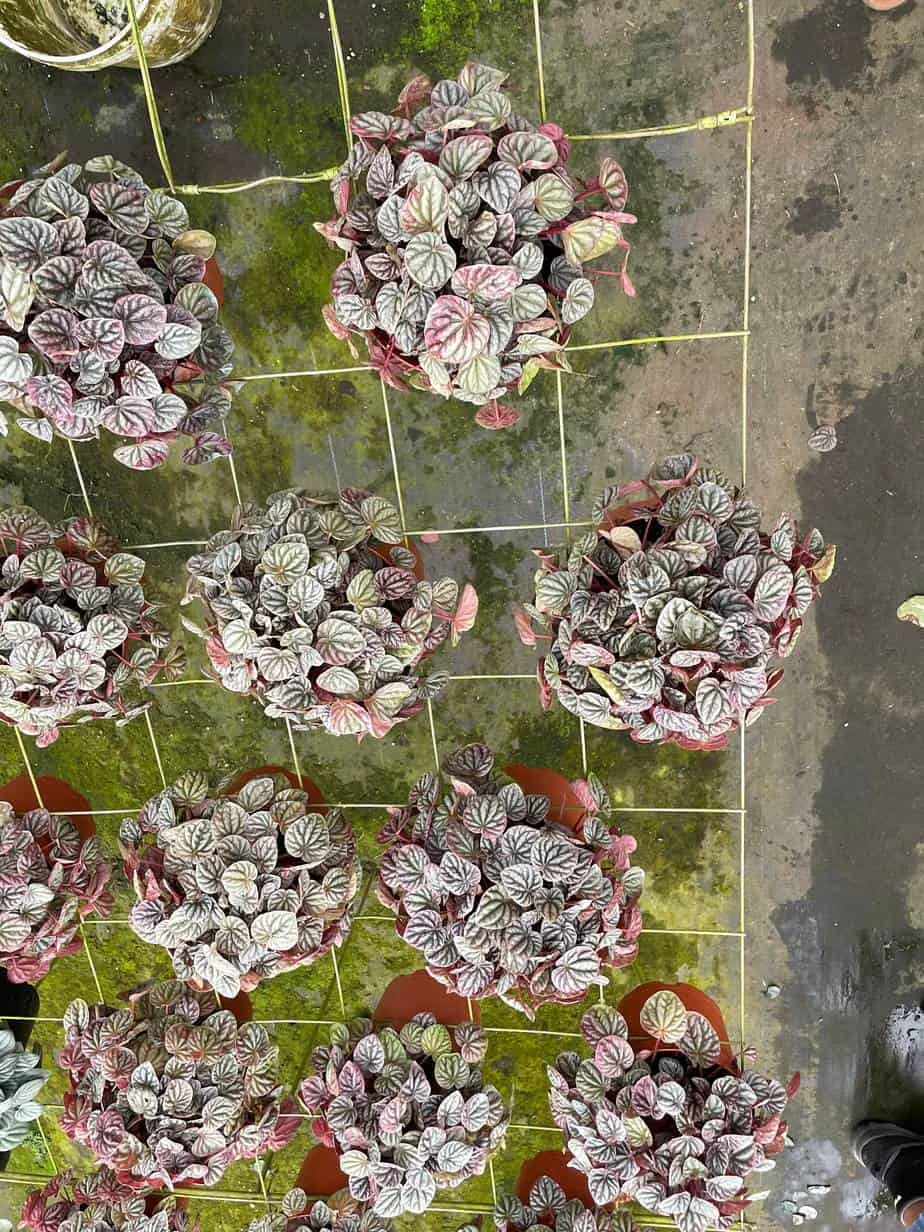 Red Emerald Ripple Peperomia, 6 Inch, Frost Platinum, Carperata Albovittata, Wrinkle Krinkle Leaf - Image 4