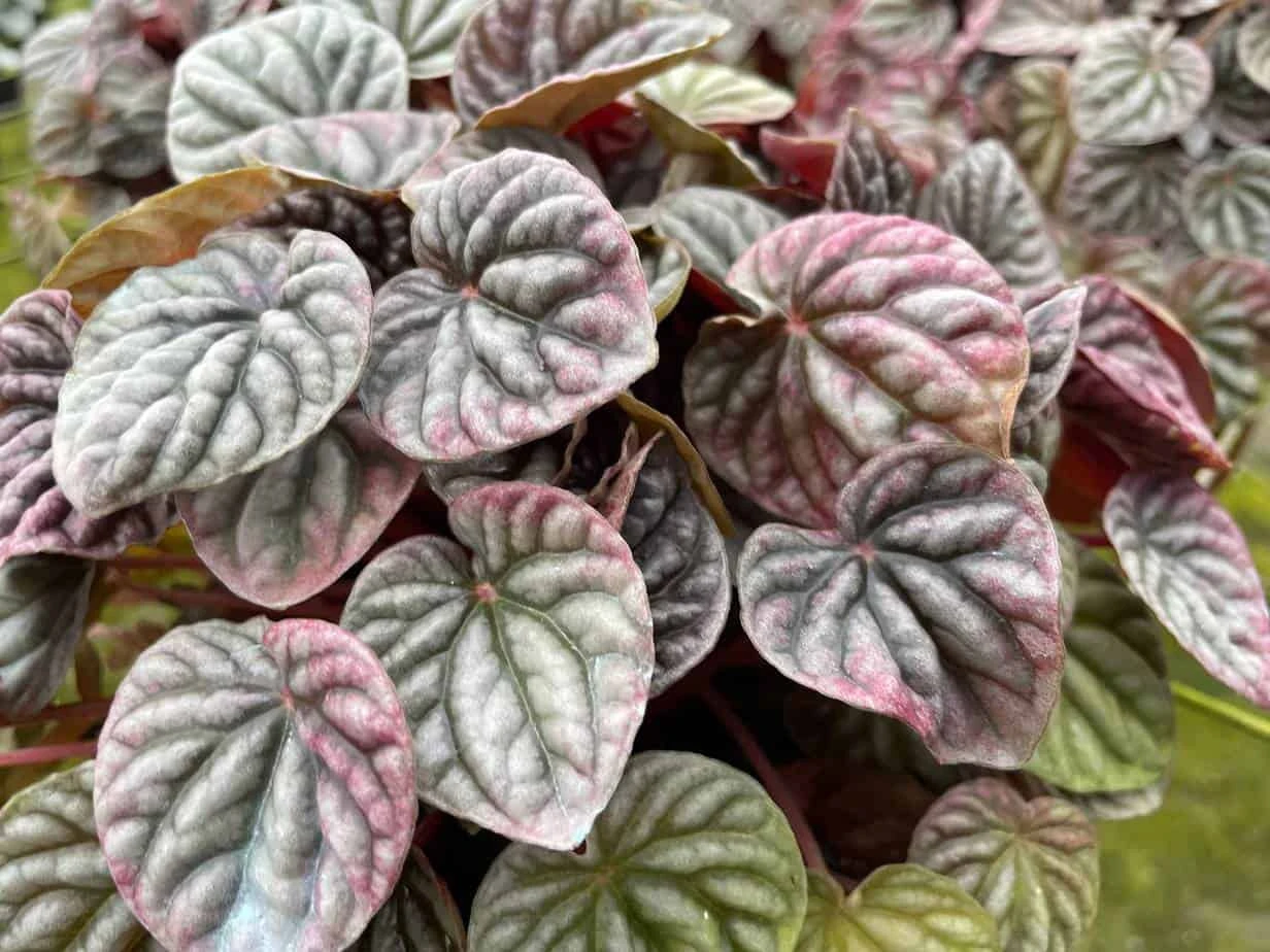 Red Emerald Ripple Peperomia, 6 Inch, Frost Platinum, Carperata Albovittata, Wrinkle Krinkle Leaf - Image 7