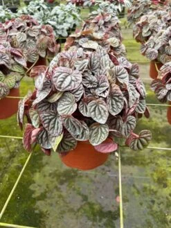 Red Emerald Ripple Peperomia, 6 Inch, Frost Platinum, Carperata Albovittata, Wrinkle Krinkle Leaf