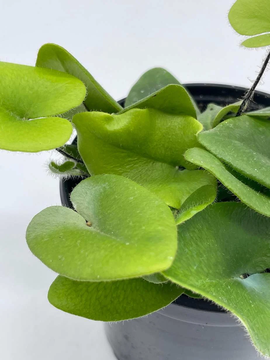Heart Fern, Hemionitis Arifolia, 4 Inch Pot, Heart Leaf, Tongue Fern - Image 5