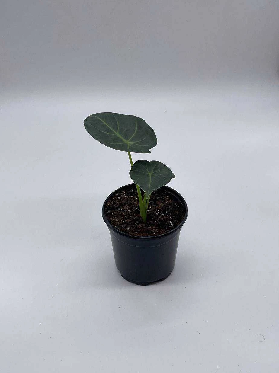 Alocasia Regal Shield, 4 Inch, Very Rare Elephant's Ear - Image 7