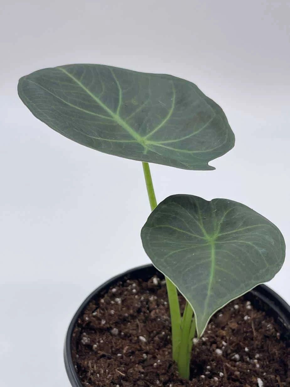 Alocasia Regal Shield, 4 Inch, Very Rare Elephant's Ear - Image 4