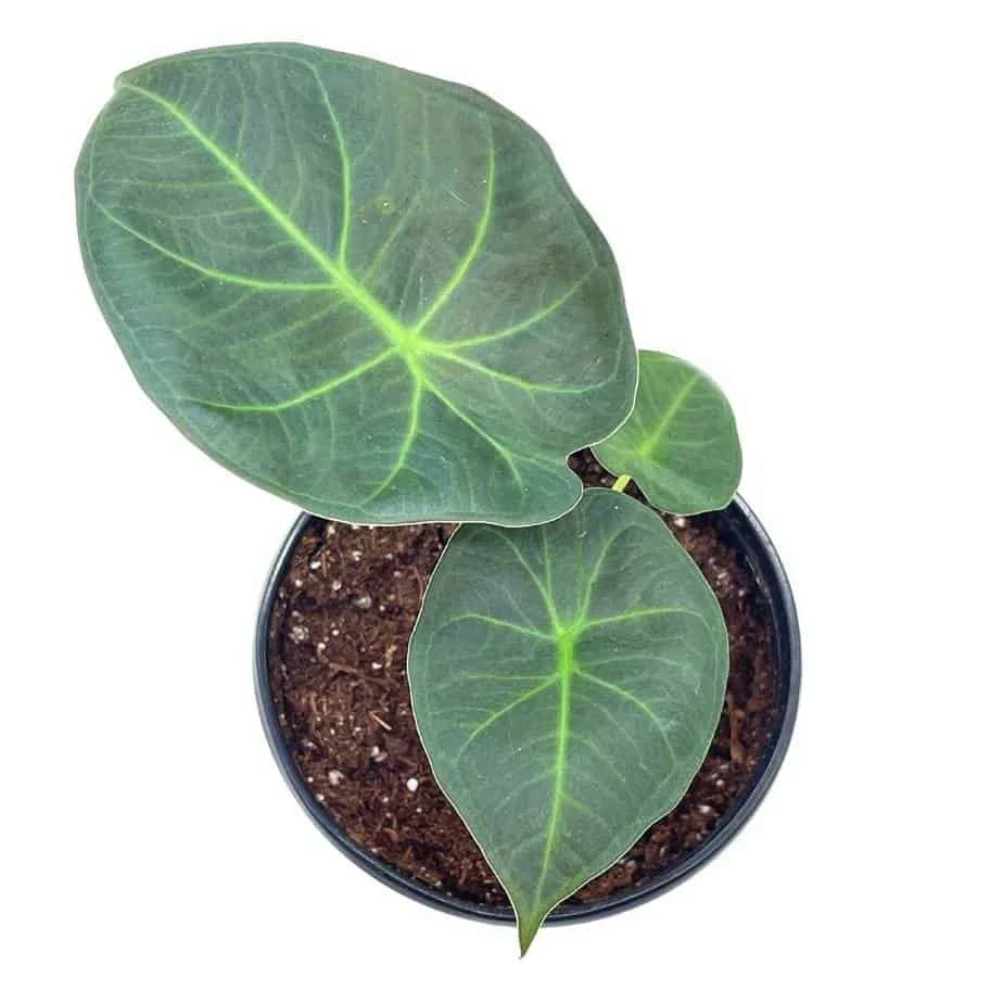 Alocasia Regal Shield, 4 Inch, Very Rare Elephant's Ear