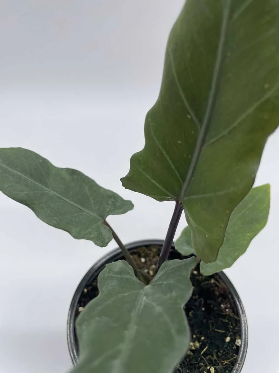 Alocasia Lauterbachiana, 4 Inch Purple Sword, Silver Baroque Elephant Ear - Image 4