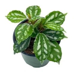 Watermelon Pilea Cadierei, Aluminum Plant, 4 Inch