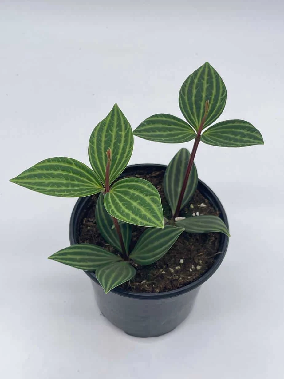 Peperomia Puteolata, 4 Inch, Stilt Peperomia, Parallel Peperomia - Image 2