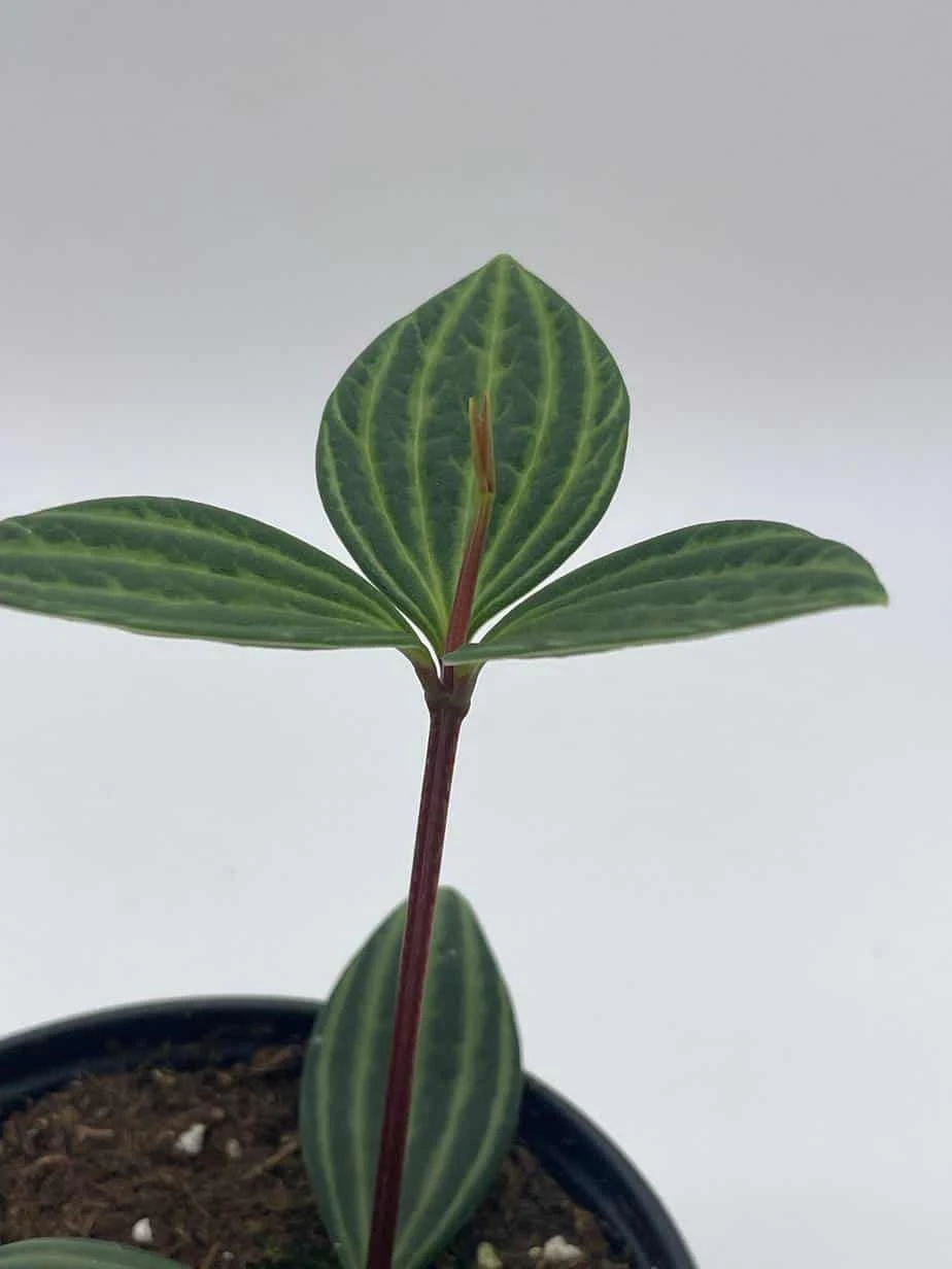 Peperomia Puteolata, 4 Inch, Stilt Peperomia, Parallel Peperomia - Image 5