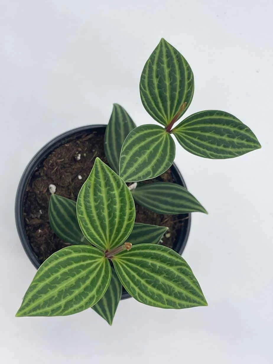 Peperomia Puteolata, 4 Inch, Stilt Peperomia, Parallel Peperomia - Image 6