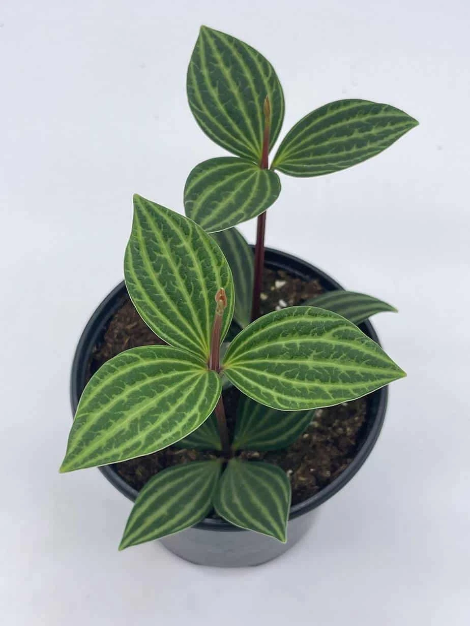Peperomia Puteolata, 4 Inch, Stilt Peperomia, Parallel Peperomia - Image 9