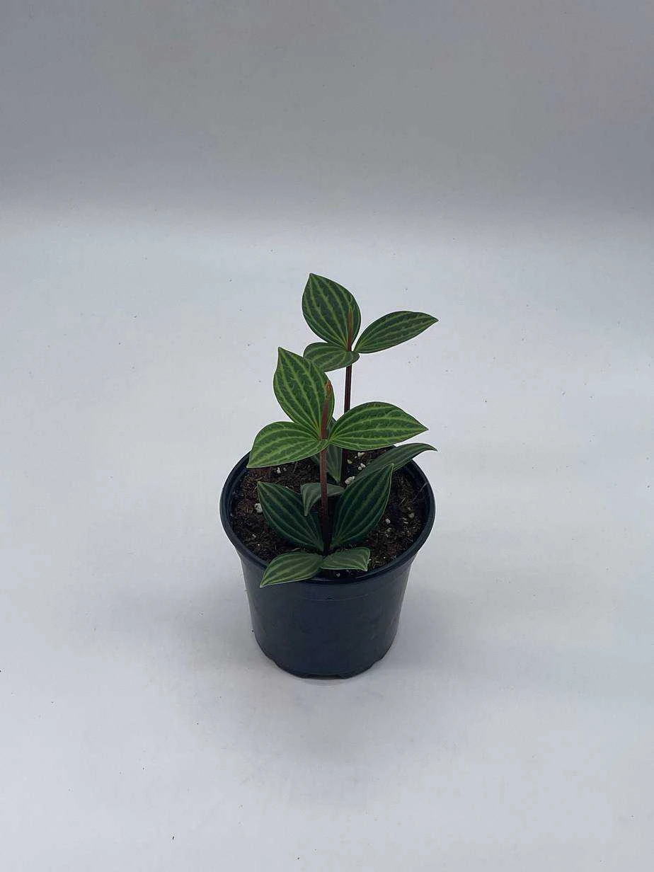 Peperomia Puteolata, 4 Inch, Stilt Peperomia, Parallel Peperomia - Image 8