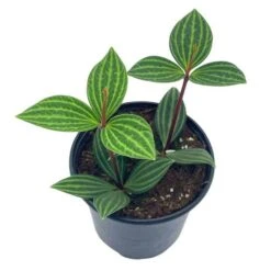 Peperomia Puteolata, 4 Inch, Stilt Peperomia, Parallel Peperomia