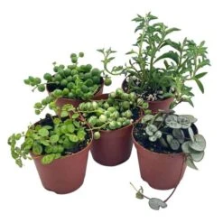 Succulent Strings Set, Variegated String Of Pearls, Turtles, Hearts, And Needles, Premium Collection, In 2 Inch Pots, Plant Gift