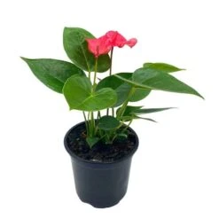 Anthurium Pink, Flamingo Lily, Andraeanum Linden Ex André Painter's Palette In 4 Inch Pot, Very Full Healthy