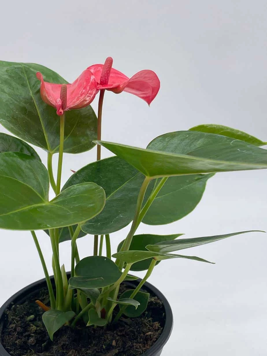 Anthurium Pink, Flamingo Lily, Andraeanum Linden Ex André Painter's Palette In 4 Inch Pot, Very Full Healthy - Image 5