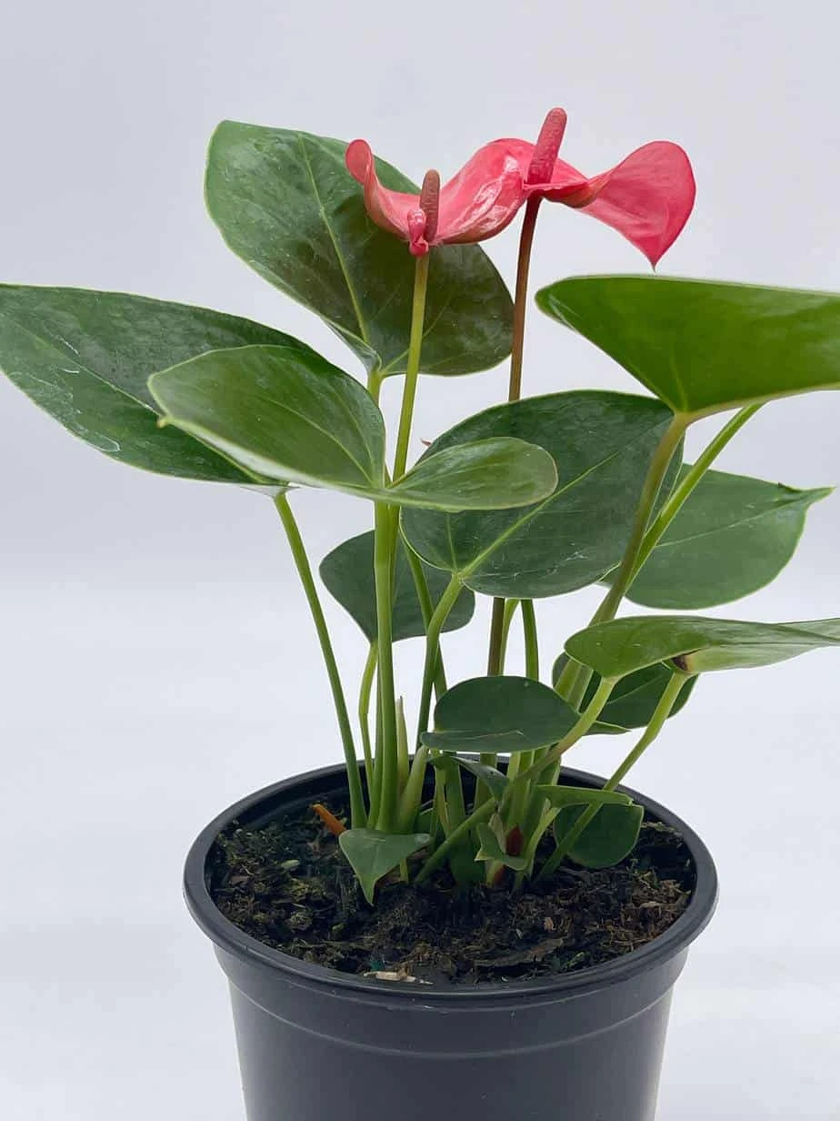 Anthurium Pink, Flamingo Lily, Andraeanum Linden Ex André Painter's Palette In 4 Inch Pot, Very Full Healthy - Image 7
