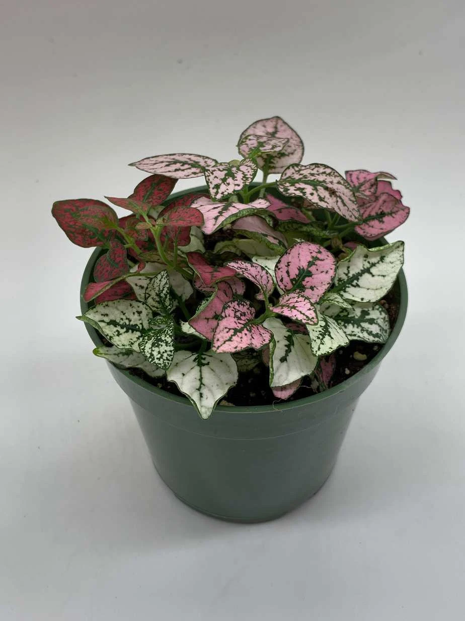 Polka-dot-plant, Hypoestes Phyllostachya, Tricolor, Red Pink And White, Very Limited, In A 4 Inch Pot Super Cute - Image 2