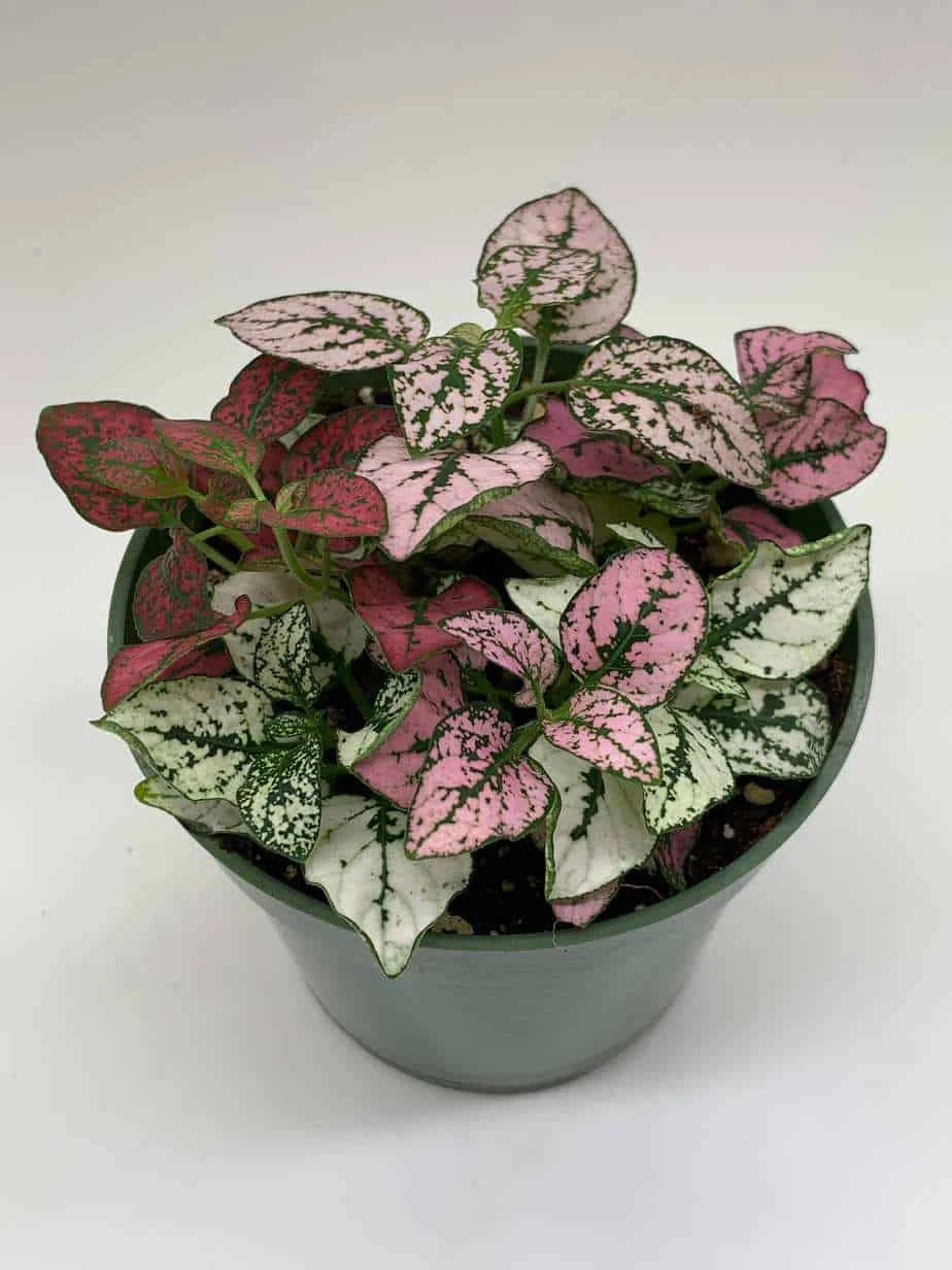 Polka-dot-plant, Hypoestes Phyllostachya, Tricolor, Red Pink And White, Very Limited, In A 4 Inch Pot Super Cute - Image 6