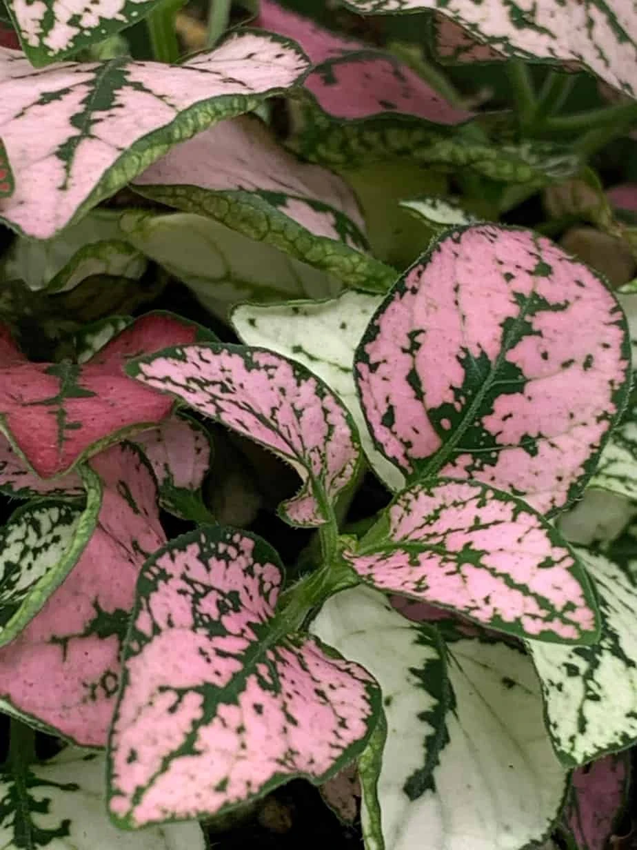 Polka-dot-plant, Hypoestes Phyllostachya, Tricolor, Red Pink And White, Very Limited, In A 4 Inch Pot Super Cute - Image 9