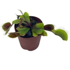 Red Venus Fly Trap, Carnivorous Plant, Venus's Flytrap, Dionaea Muscipula, Fine Comb Saw Tooth, 2 Inch Pot
