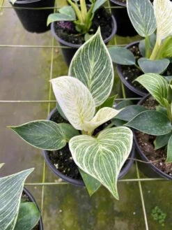 Philodendron Birkin, White Wave, 6 Inch, Mermaid Tail