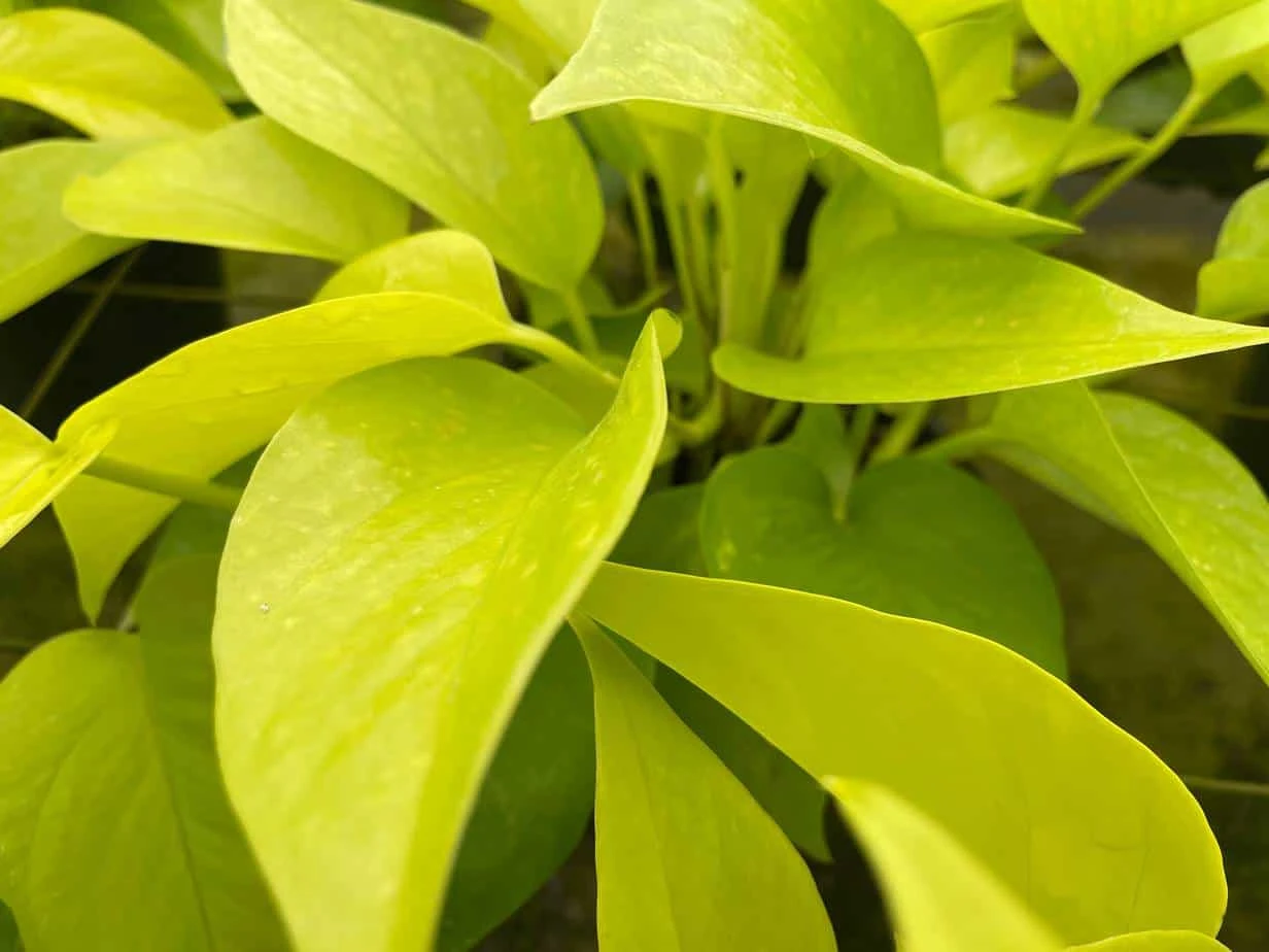 Neon Pothos, 6 Inch, Devil's Ivy, Hunter's Rove - Image 5