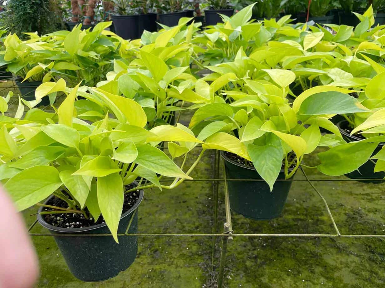 Neon Pothos, 6 Inch, Devil's Ivy, Hunter's Rove - Image 3