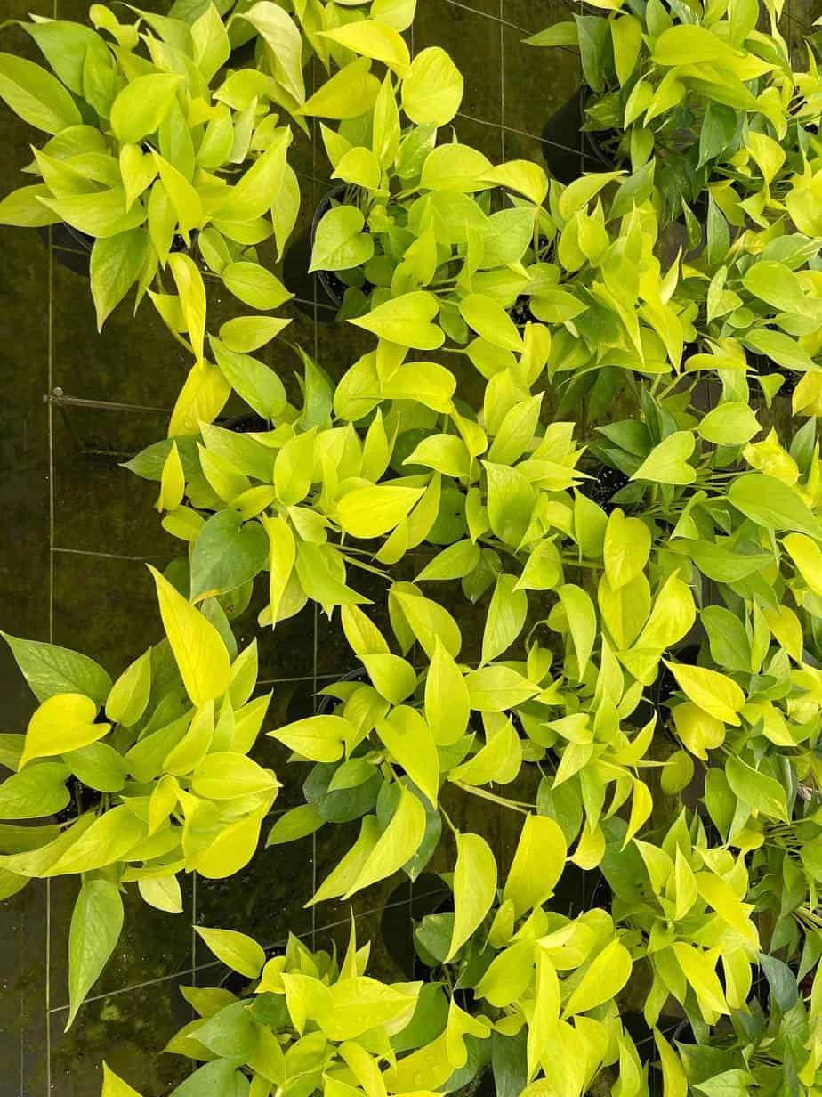 Neon Pothos, 6 Inch, Devil's Ivy, Hunter's Rove - Image 4