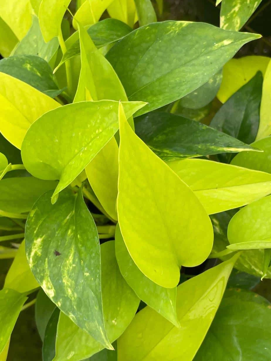 Neon Pothos, 6 Inch, Devil's Ivy, Hunter's Rove - Image 9
