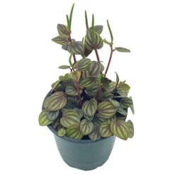 Red And Green Peperomia Albovittata,4 Inch Pot, Rare Mixed Frost Peperomia