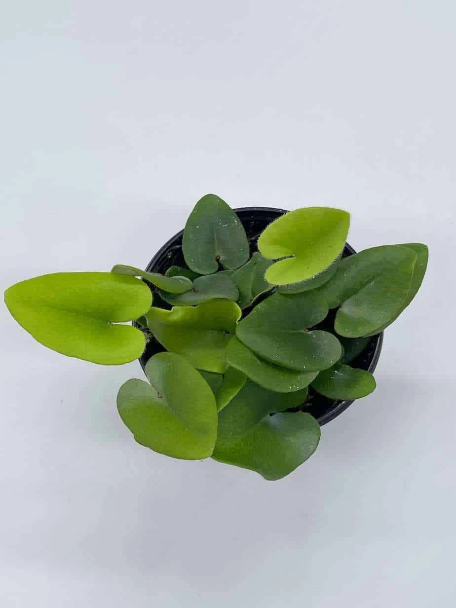 Heart Fern, Hemionitis Arifolia, 4 Inch Pot, Heart Leaf, Tongue Fern - Image 3