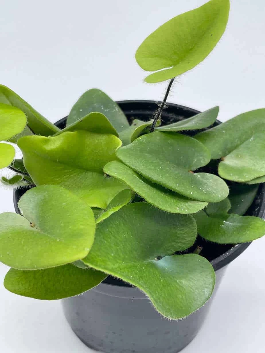 Heart Fern, Hemionitis Arifolia, 4 Inch Pot, Heart Leaf, Tongue Fern - Image 4