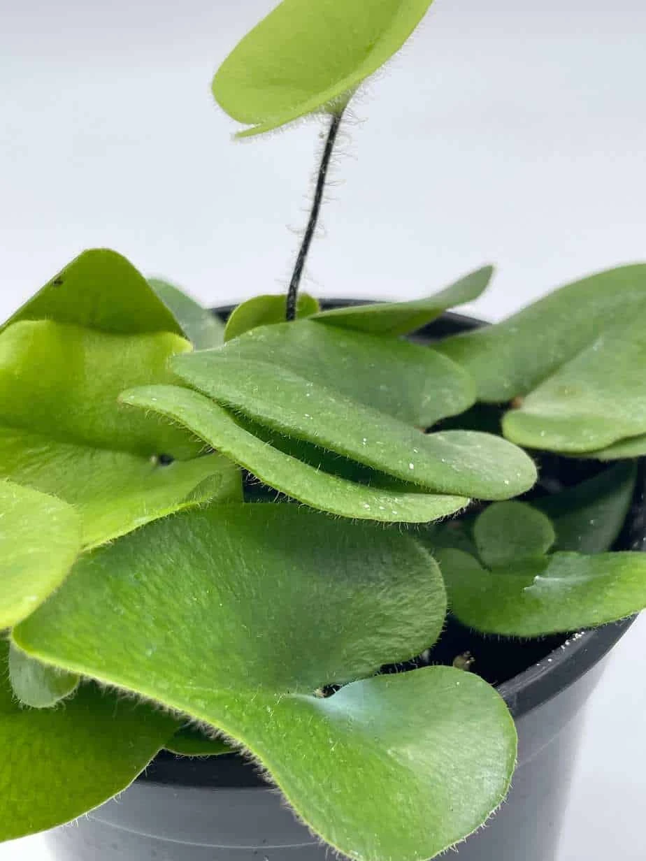 Heart Fern, Hemionitis Arifolia, 4 Inch Pot, Heart Leaf, Tongue Fern - Image 7