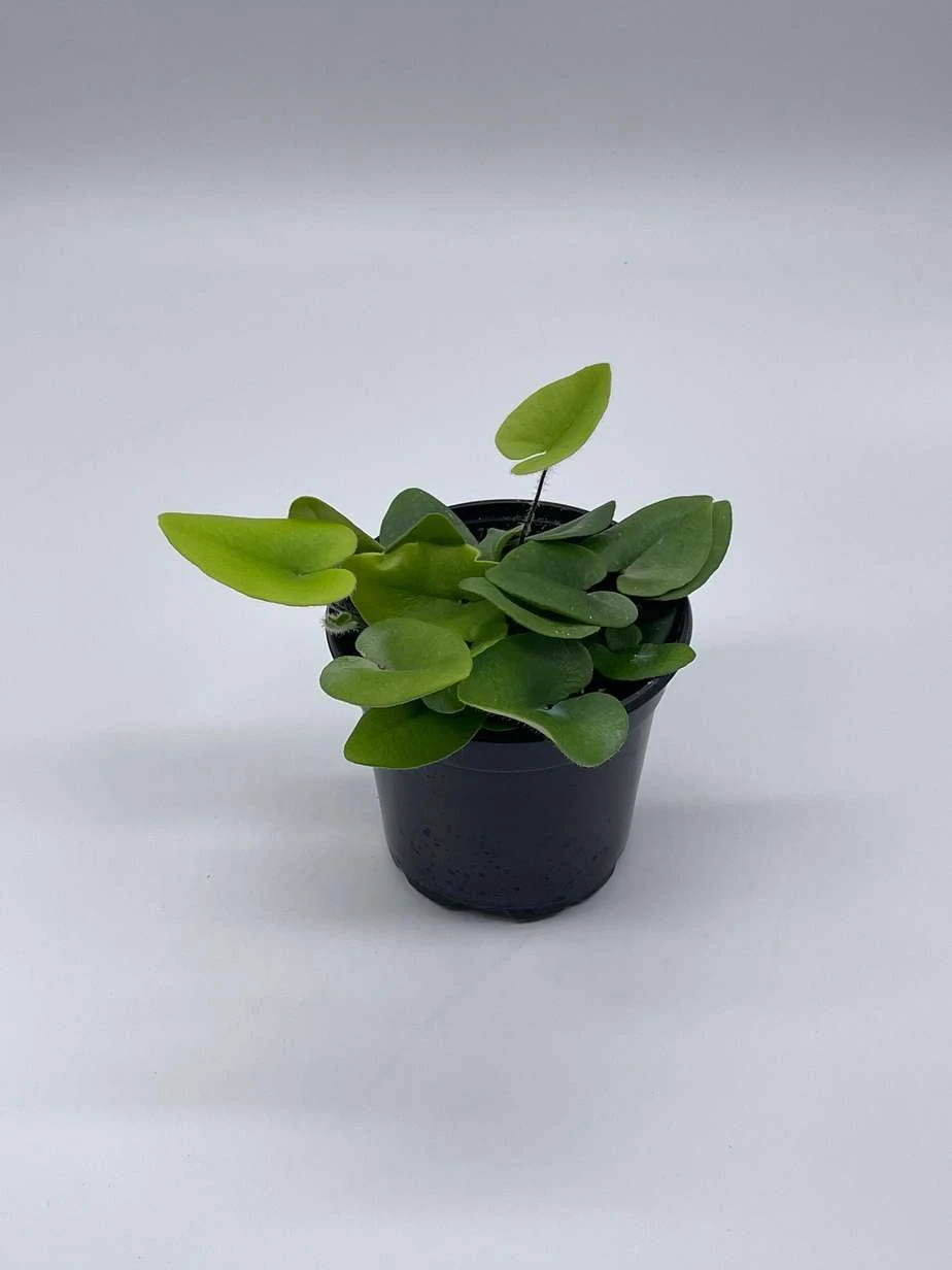 Heart Fern, Hemionitis Arifolia, 4 Inch Pot, Heart Leaf, Tongue Fern - Image 8
