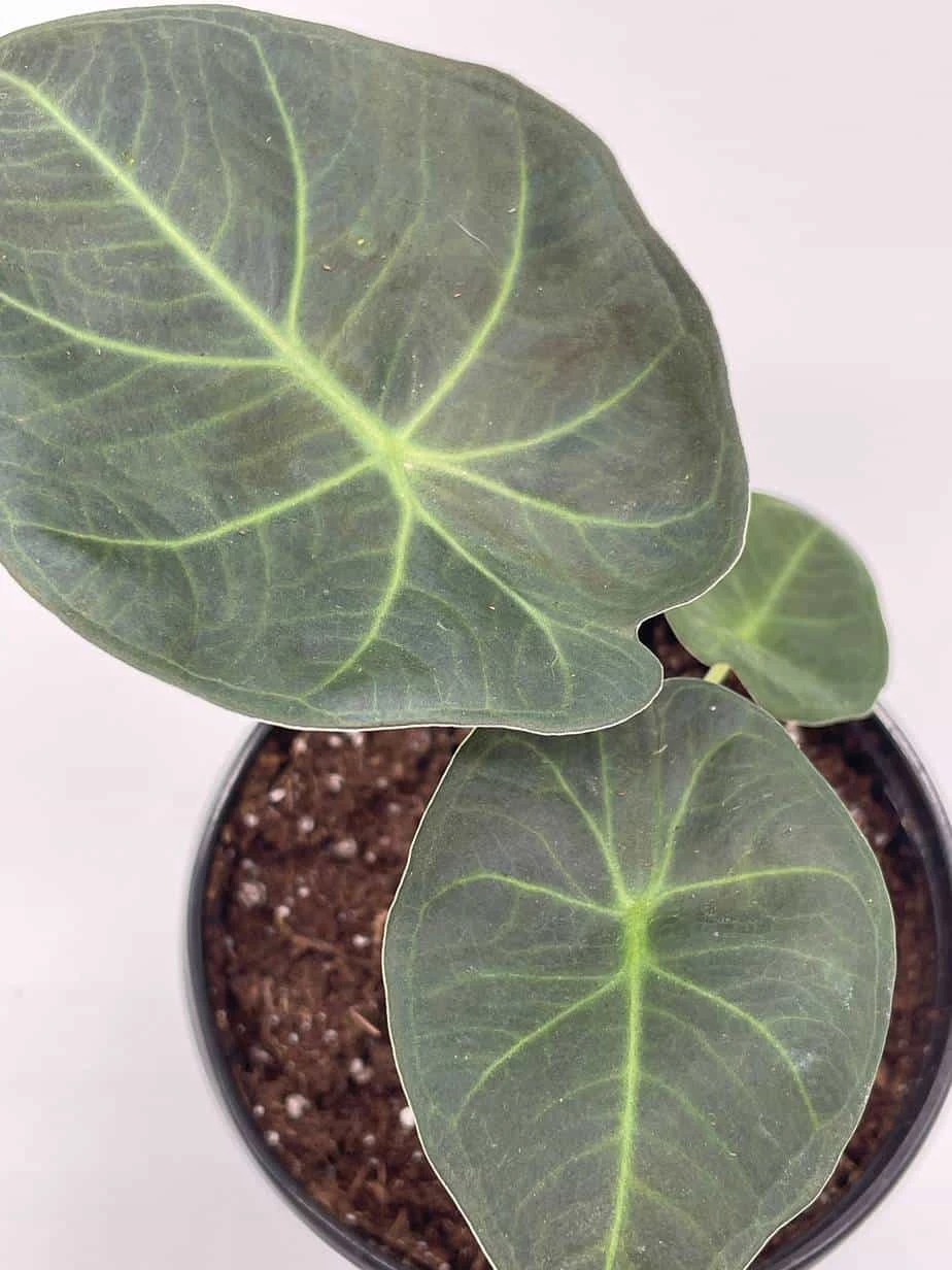 Alocasia Regal Shield, 4 Inch, Very Rare Elephant's Ear - Image 3