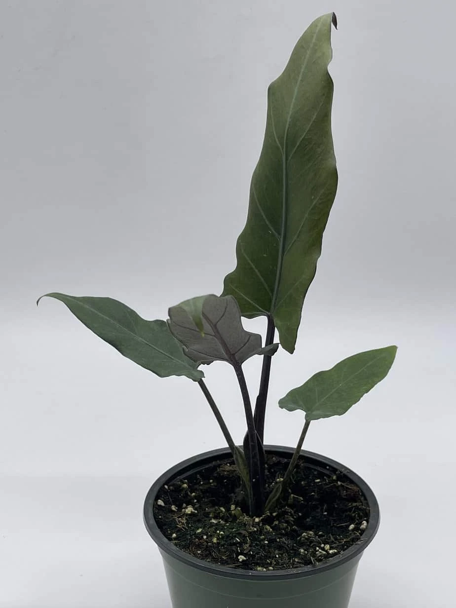 Alocasia Lauterbachiana, 4 Inch Purple Sword, Silver Baroque Elephant Ear - Image 2