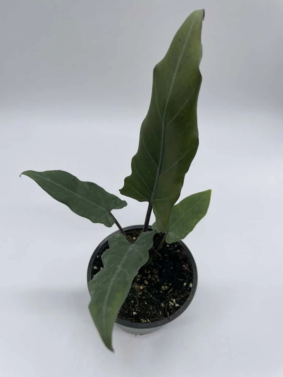 Alocasia Lauterbachiana, 4 Inch Purple Sword, Silver Baroque Elephant Ear - Image 3