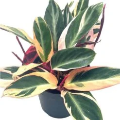 Triostar Stromanthe, 6 Inch Sanguinea, Tricolor Variegated