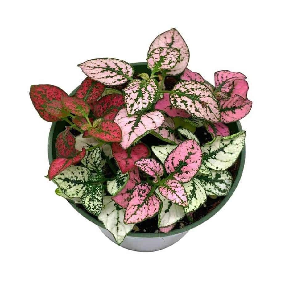 Polka-dot-plant, Hypoestes Phyllostachya, Tricolor, Red Pink And White, Very Limited, In A 4 Inch Pot Super Cute